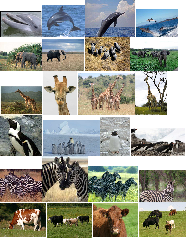 Wildlife